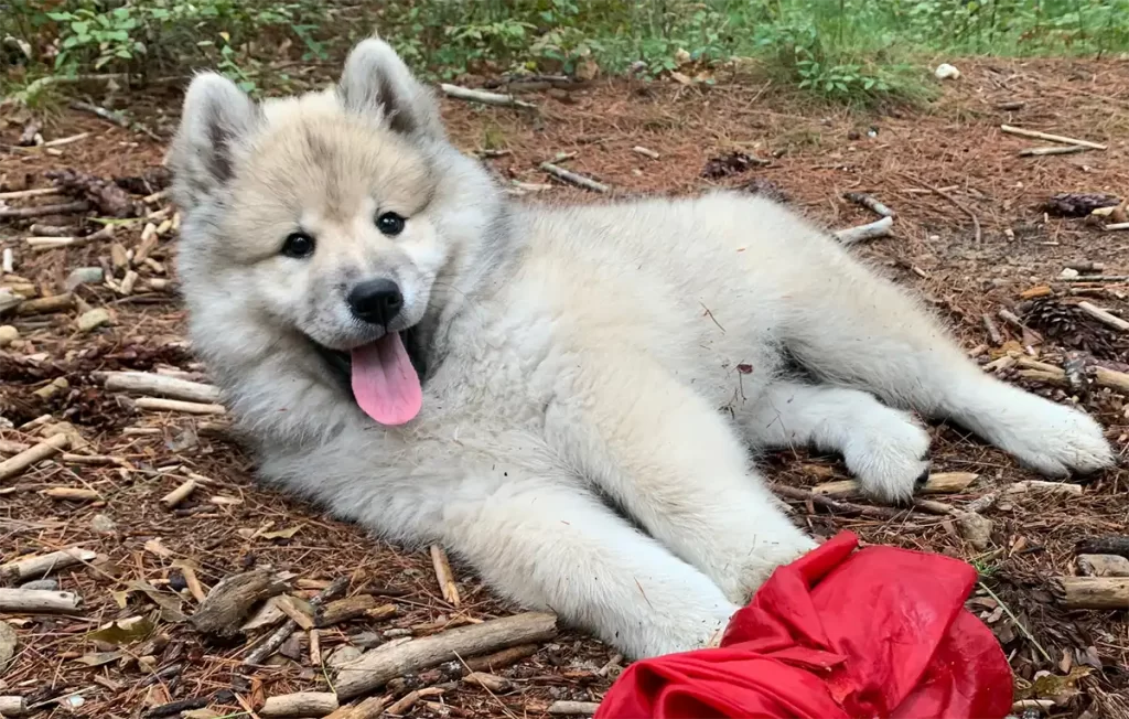 Savannah as a puppy