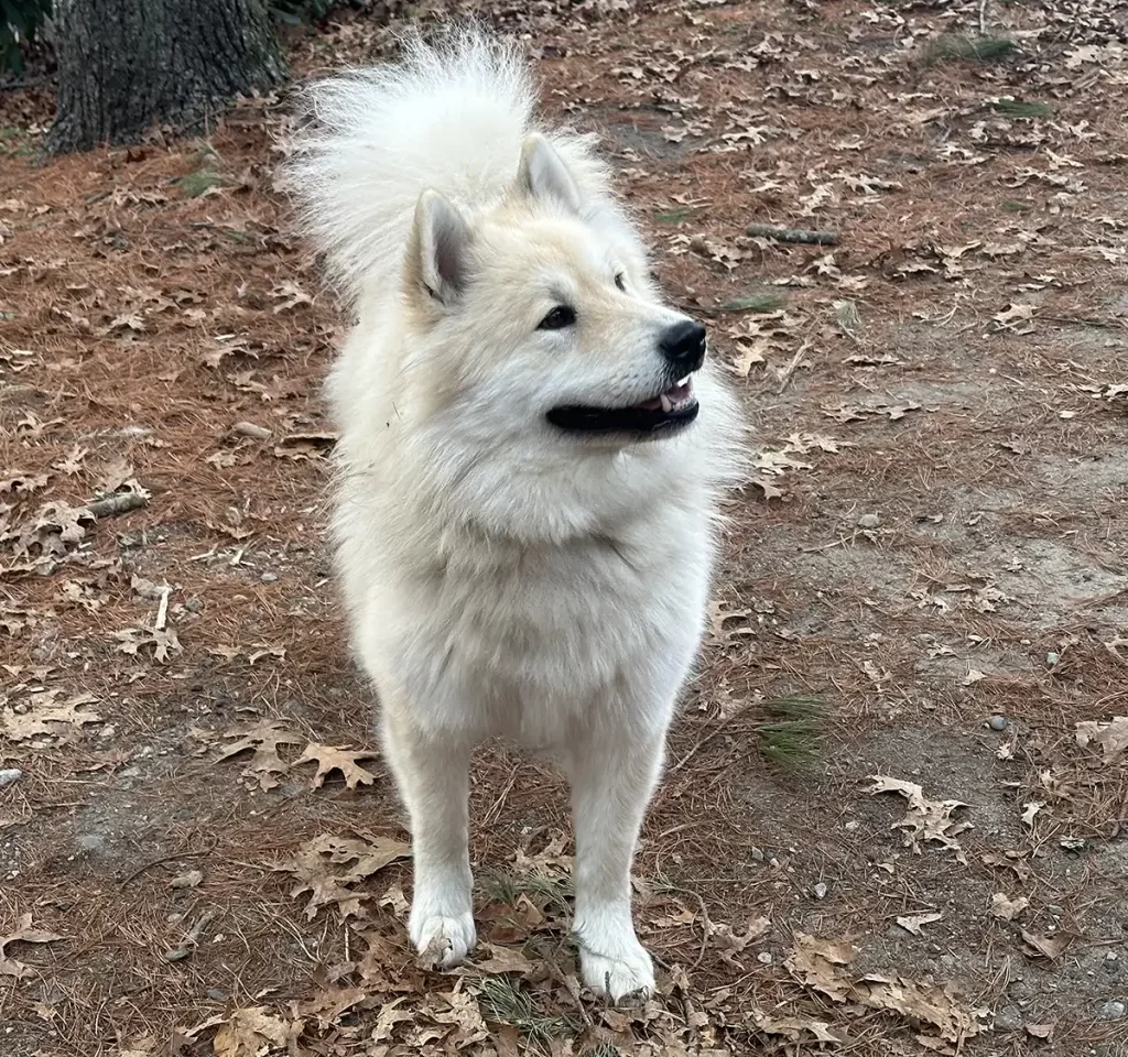 Savannah front